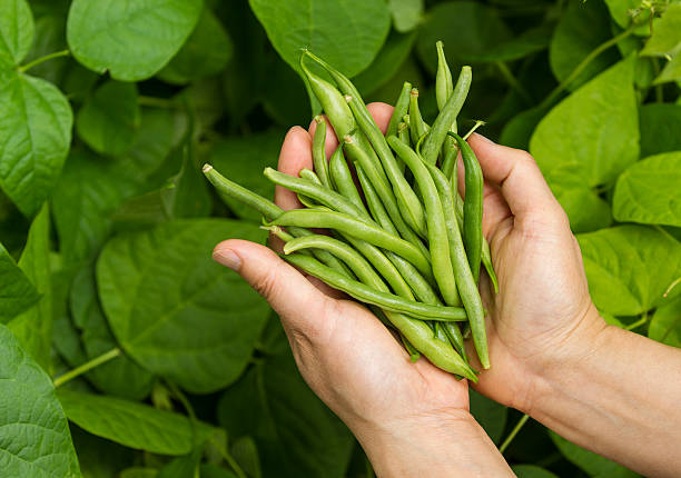 Green Beans