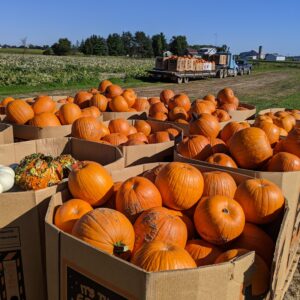 Pumpkins
