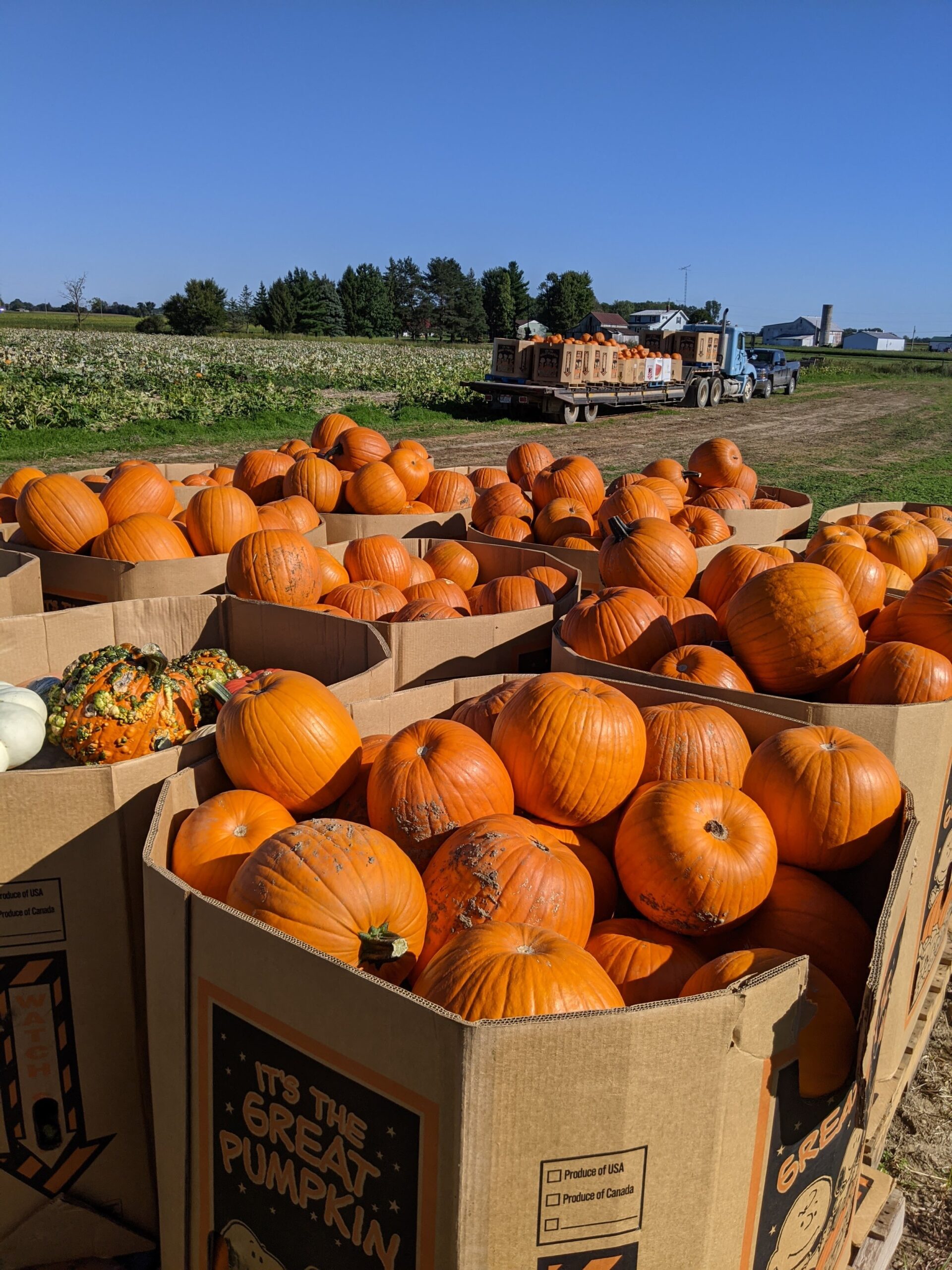 Pumpkins