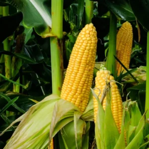 2KG Sweet Corn Bag