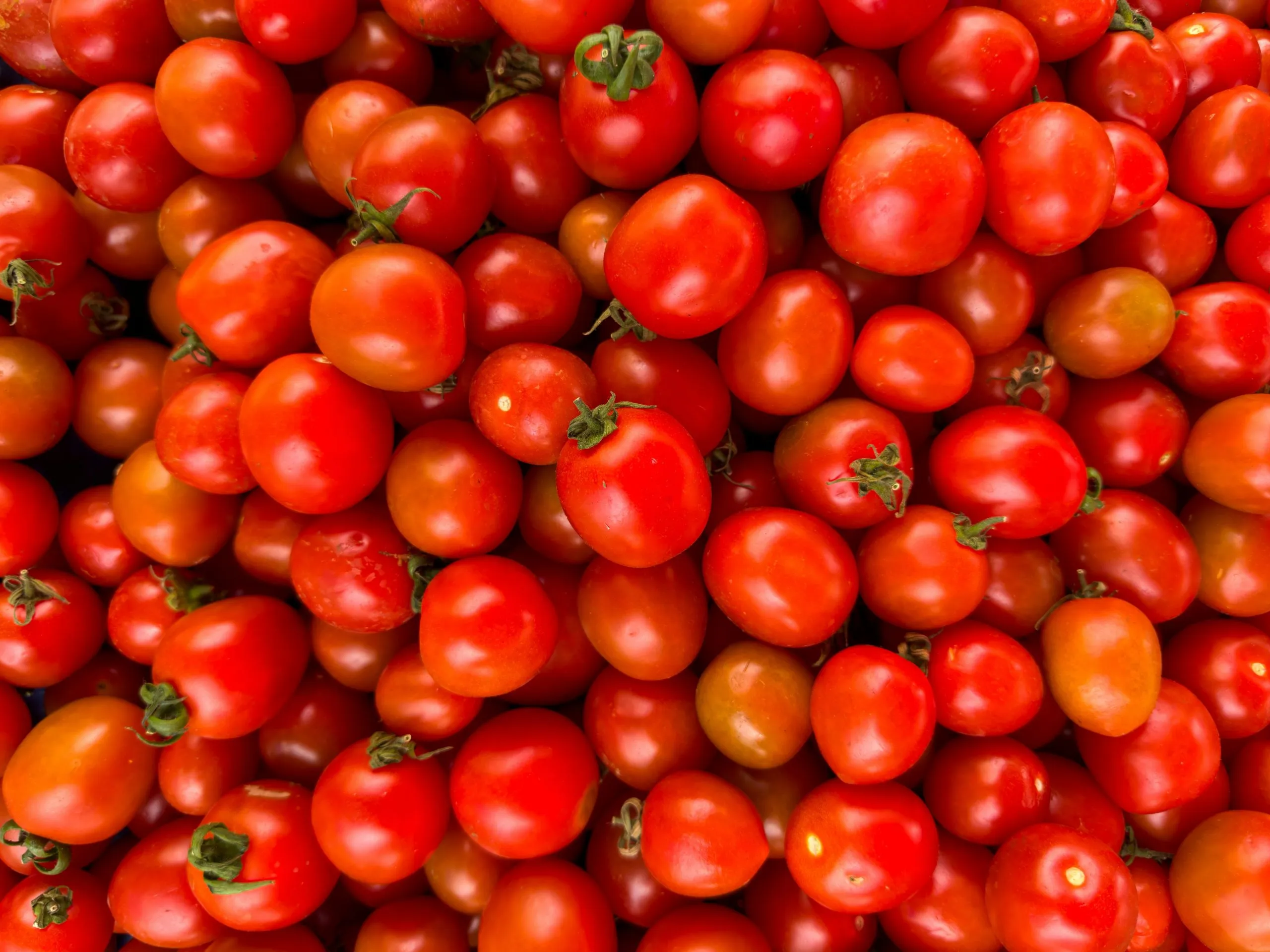 10 KG Tomato Crate